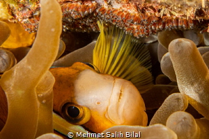 Clownfish is caring her eggs with her pectoral fins. by Mehmet Salih Bilal 